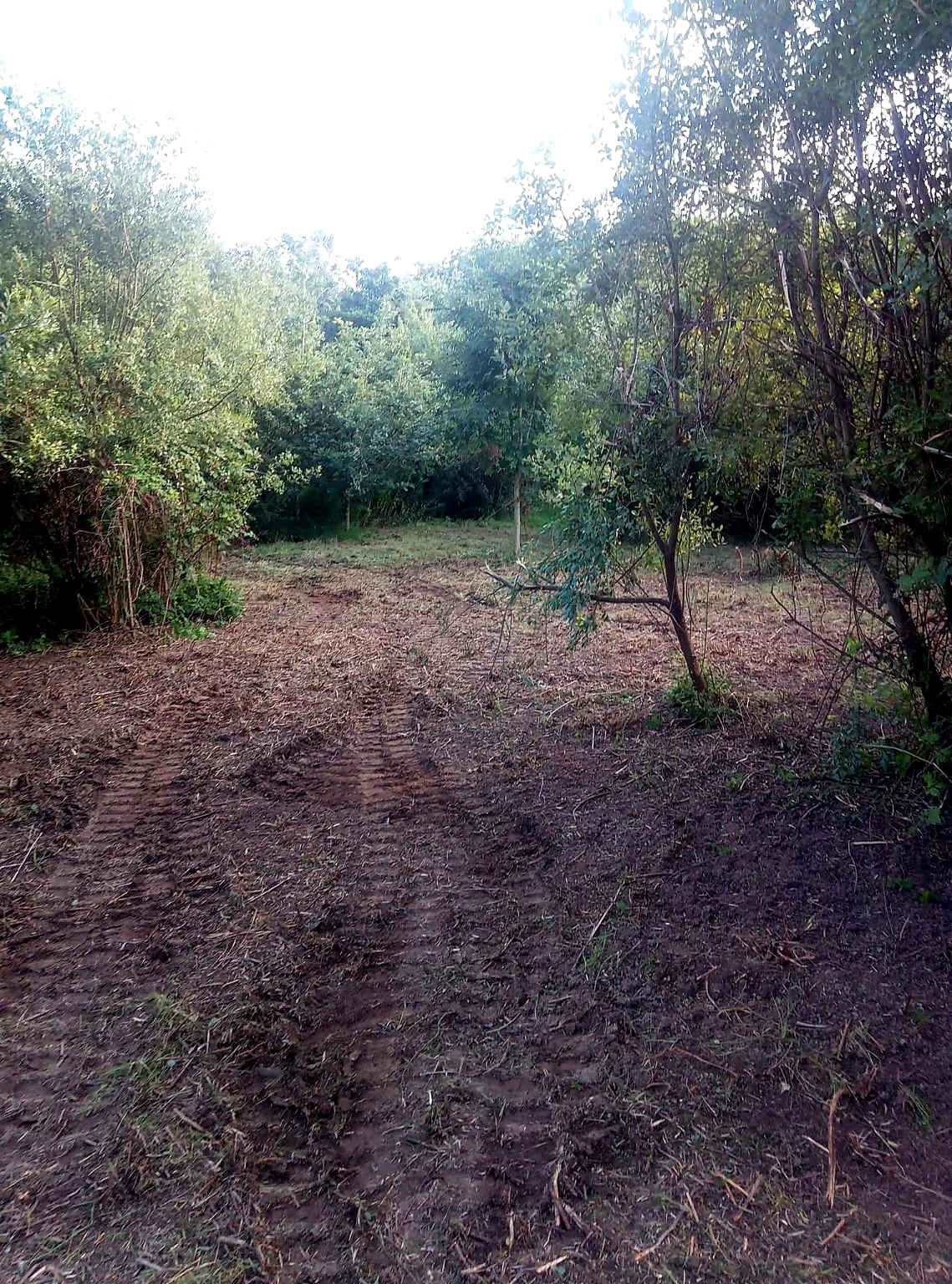 Cleared land with machine tracks between trees